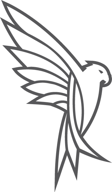 White Falcon Bird